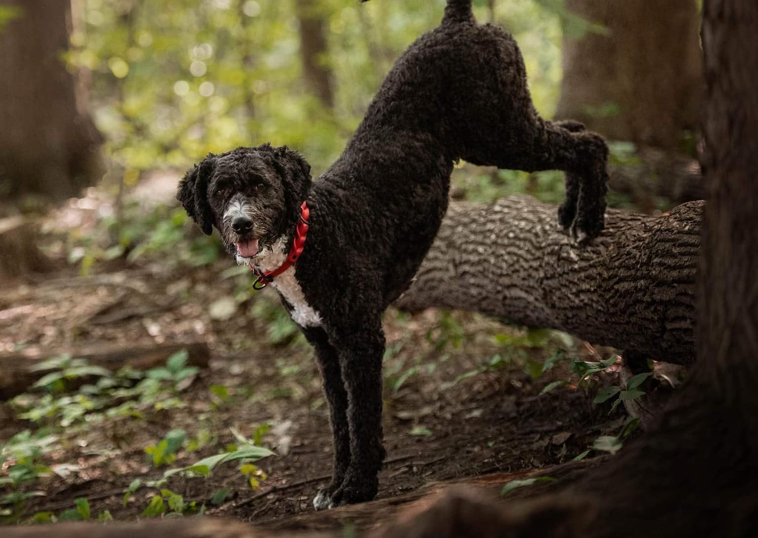 Parkour GUIDES CANINS