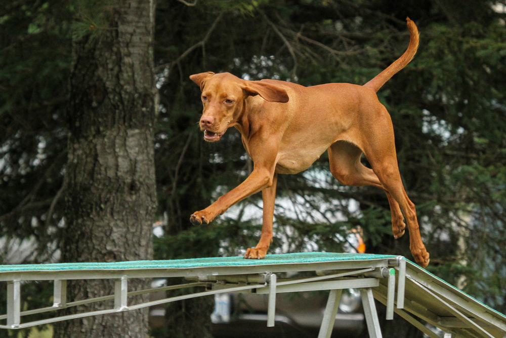 Puce et chien: Le guide parfait pour vous en sortir facilement - kozoo